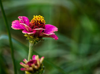 Close-up of pink flowering plant