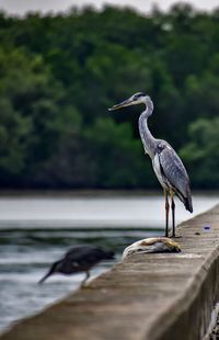 High angle view of gray heron perching on a tree