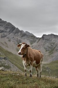 Cow standing on field against sky