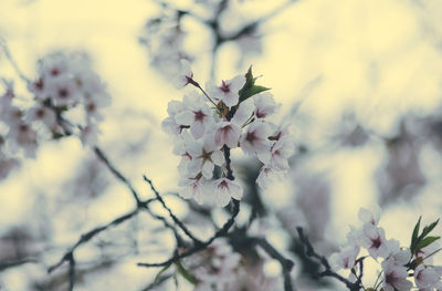 Close-up of white flowers on branch