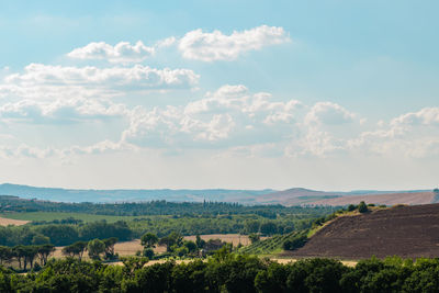 Scenic view of agricultural field against sky