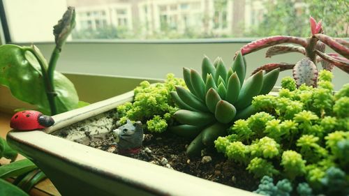 Close-up of potted plants at home