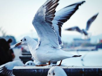 Close-up of seagull flying