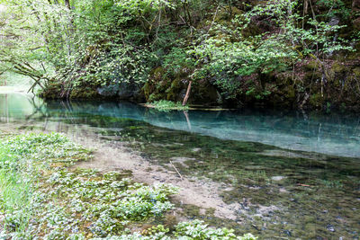 Scenic view of river amidst trees in forest