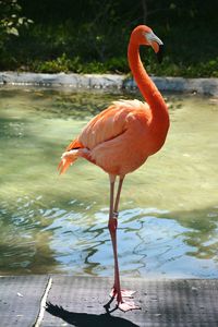 Close-up of duck in lake