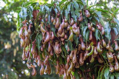 Close-up of fruits hanging on tree