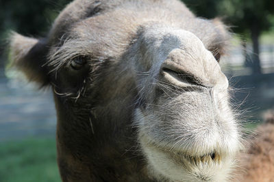 Close-up of horse