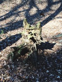 Close-up of tree