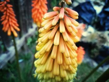 Close-up of yellow flower against blurred background