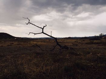 Bare tree on field against sky