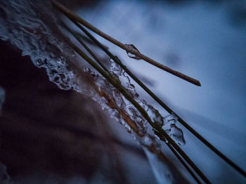 Close-up of frozen plant against sky