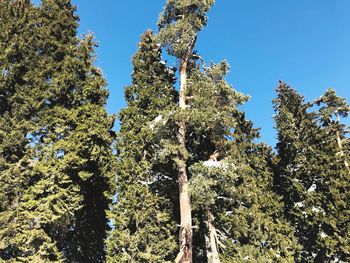 Low angle view of trees against clear blue sky