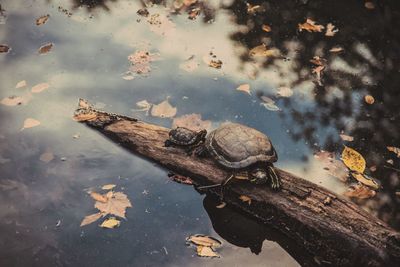 High angle view of turtles on fallen tree over lake