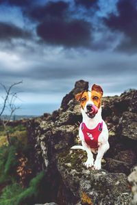 Portrait of tsunami the jack russell terrier dog sitting on volcanic rocks at mount etna, sicily 