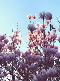 Low angle view of pink flowers blooming against sky