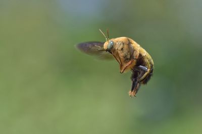 Close-up of insect