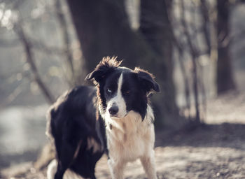 Close-up portrait of dog