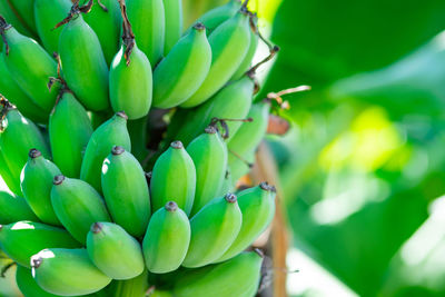 Close-up of fruits growing on plant