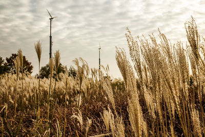 Crop on field against cloudy sky