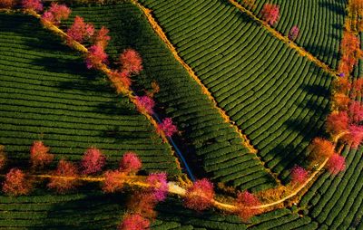 High angle view of plants growing on field