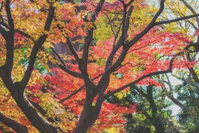 Low angle view of trees