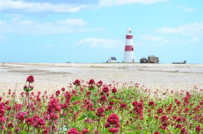 Scenic view of red flowering plant against sky