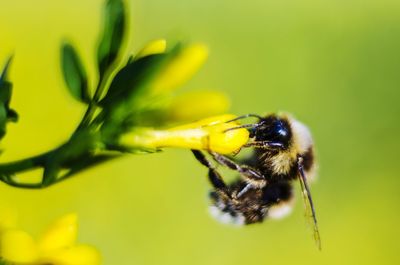 Close-up of bee pollinating on yellow flower