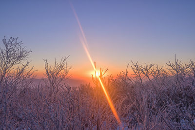 Silhouette plants against sky during sunset