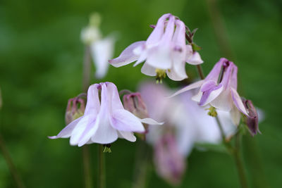 Close-up of white flowering plant