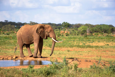 Elephant in a field