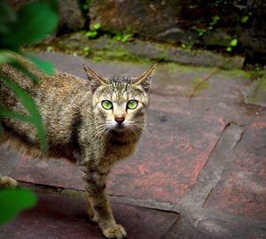 High angle portrait of cat standing outdoors