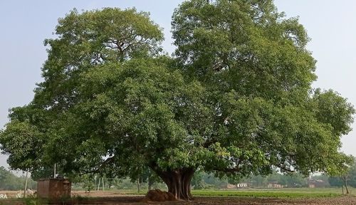 Trees on field against clear sky