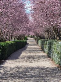 View of purple flowering plants on footpath