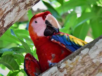 Close-up of macaw perching on branch