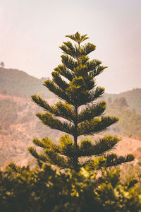 Stand-alone pine tree