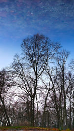 Bare trees on field against sky