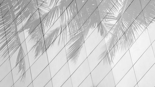 Full frame shot of palm leaf