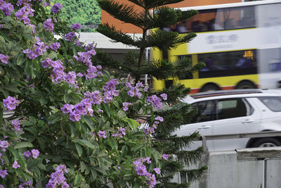 Close-up of purple flowering plants