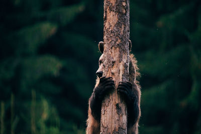 Bear embracing tree in forest