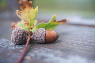 Close-up of acorns on plank