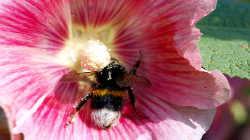 Close-up of bee on pink flower