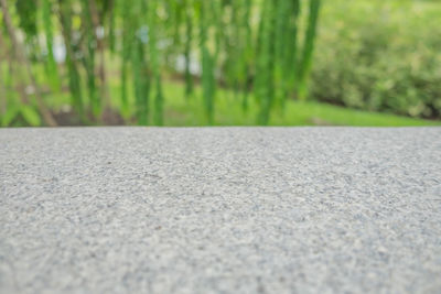Surface level of road along trees