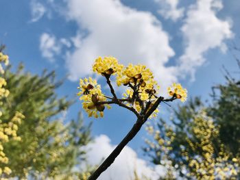 Low angle view of yellow flowering plant against cloudy sky