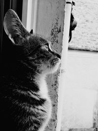 Close-up of cat