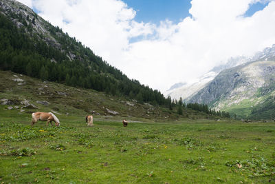 Horses in a field