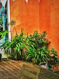 Potted plant against wall of building