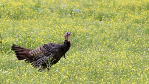 Side view of a bird on field