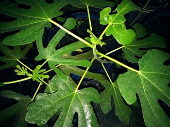 High angle view of wet plant leaves