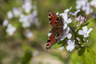 Close-up of butterfly pollinating on flower