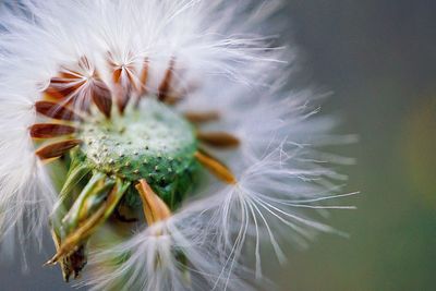 Close-up of dandelion flower